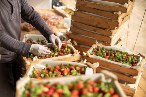Palestinia strawberries