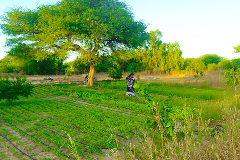 cooperatives Senegal agriculture