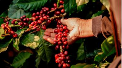Closeup Arabica Coffee Berries On Tree Stock Photo (Edit Now) 1662483487 (shutterstock.com) 