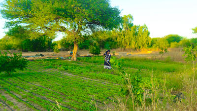 cooperatives Senegal agriculture