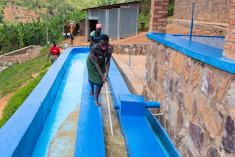 Nova Coffee Rwanda washing