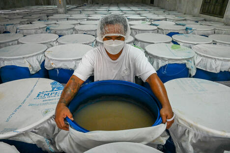 Philippines packaging and processing coconut products