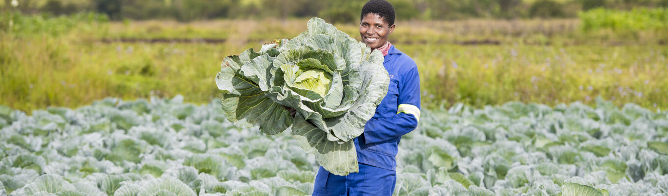 Farmer with cabbage Eswatini