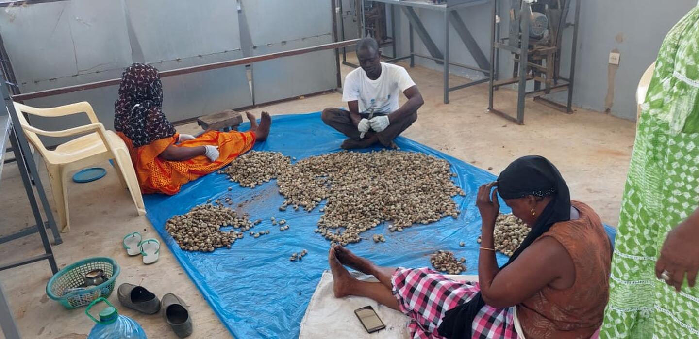 First stages of cashew nuts processing, Sokhone, Senegal