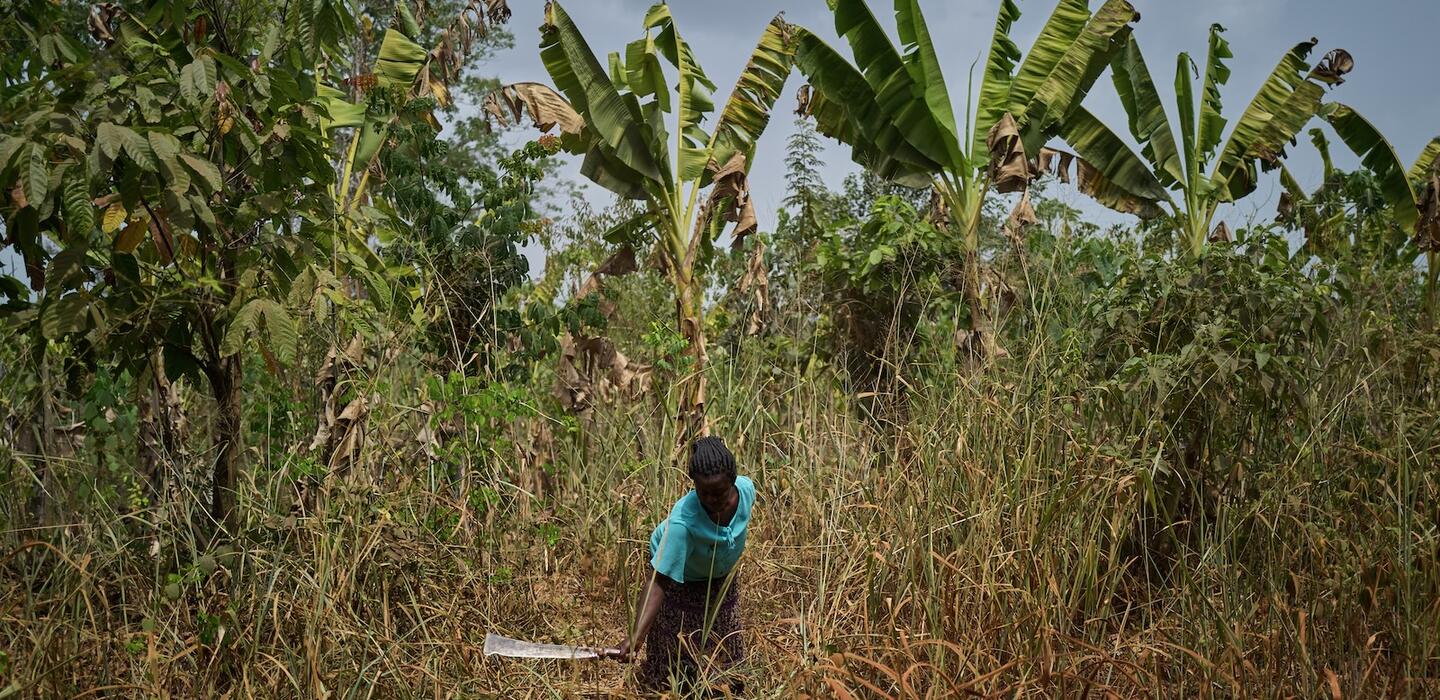 Ghanaian farmer swings her machete to clear area near cocoa trees 