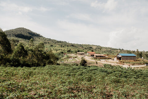 Rwanda coffee fields