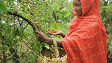 Ethiopian farmer harvesting coffee