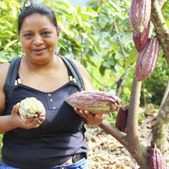 Cocoa harvesting organization primarily commercializing raw beans. 